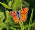 Lycaena alciphron bh1004