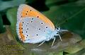 Lycaena_dispar_2947