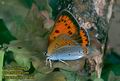 Lycaena_dispar_2948