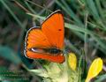 Lycaena_dispar_6891