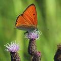 Lycaena_dispar_al7153