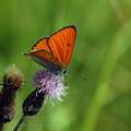 Lycaena_dispar_al7157