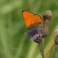 Lycaena_dispar_al7173