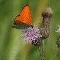 Lycaena_dispar_al7175