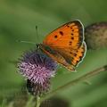 Lycaena_dispar_al7177