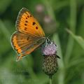 Lycaena_dispar_al7181