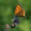 Lycaena_dispar_al7187