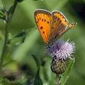 Lycaena_dispar_al7204