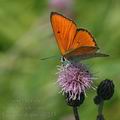 Lycaena_dispar_al7223