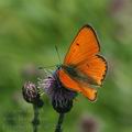 Lycaena_dispar_al7225