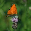 Lycaena_dispar_al7236