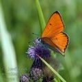 Lycaena_dispar_al7262