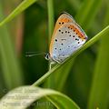 Lycaena_dispar_bg0742