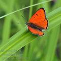 Lycaena_dispar_bg0783