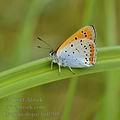 Lycaena_dispar_bg0795