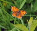 Lycaena_dispar_hz6242