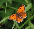 Lycaena_dispar_hz6247