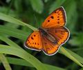 Lycaena_dispar_hz6257