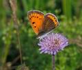 Lycaena_dispar_pa5194508