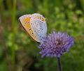 Lycaena_dispar_pa5194510