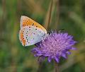 Lycaena_dispar_pa5194517