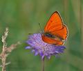 Lycaena_dispar_pa5194522