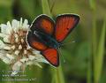 Lycaena_hippothoe_a347