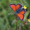 Lycaena_hippothoe_ai0421