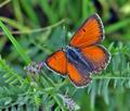 Lycaena_hippothoe_bc8503