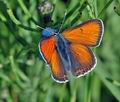 Lycaena_hippothoe_d0647