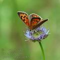 Lycaena_phlaeas_af1820