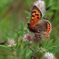 Lycaena_phlaeas_af1823