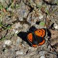 Lycaena_phlaeas_ag0490