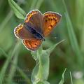 Lycaena_phlaeas_ai0478