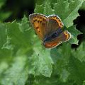 Lycaena_phlaeas_ai0487