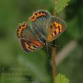 Lycaena_phlaeas_al0474