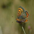 Lycaena_phlaeas_al0480