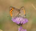 Lycaena phlaeas bg5805