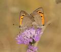 Lycaena phlaeas bg5811