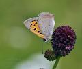 Lycaena phlaeas bu5614