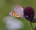 Lycaena phlaeas bu5618