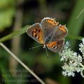 Lycaena_phlaeas_dd3953