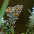 Lycaena_phlaeas_dd3957