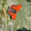 Lycaena_thersamon_ah1915