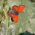 Lycaena_thersamon_ah1915