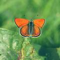 Lycaena_thersamon_ah1929