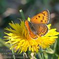 Lycaena_thersamon_ah2325