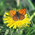 Lycaena_thersamon_ah2331