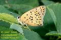 Lycaena_tityrus_471