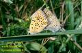 Lycaena_tityrus_473